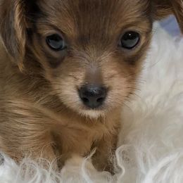 Cavapoos and Havanese from King Lionheart Puppies