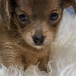 Cavapoos and Havanese from King Lionheart Puppies