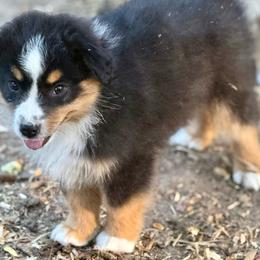 Huxley - Black tri male Miniature Australian Shepherd puppy in Patterson, North Carolina from DreamLine Aussies