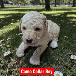 Camo collar - White male Poodle puppy in Henagar, Alabama from Windy Oak Kennels