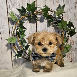 Memphis - Gold male Morkie puppy in Monticello, Iowa from Ashley’s Puppies