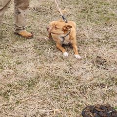 Jill - Australian Kelpie