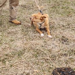 Jill - Australian Kelpie