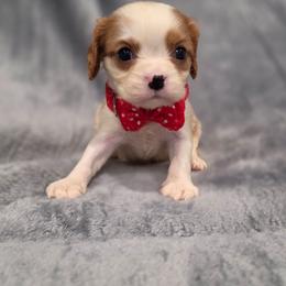 Heath - Blenheim male Cavalier King Charles Spaniel puppy in Romeoville, Illinois from KonopkaKennelsLLC