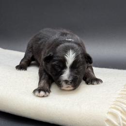 Mercedes - Black tri female Miniature Australian Shepherd puppy in Covington, Pennsylvania from Rigas Mini Aussies LLC