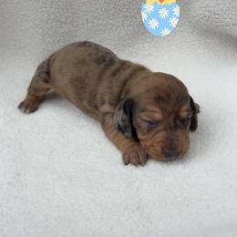 Male 1 - Shaded Red Dapple - Dapple male Dachshund puppy in Brandon, Mississippi from A & N Kennels
