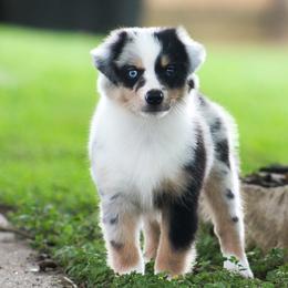 Dave - Blue merle male Miniature American Shepherd puppy in Palacios, Texas from Coastal’s Miniature American Shepherds