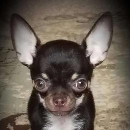 Trump - Chihuahua
