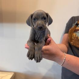 Belle - pink collar - Blue female Weimaraner puppy in Riverside, Utah from Blue Phantom Kennels