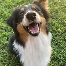 Eleanor - Australian Shepherd