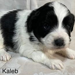 Kaleb - Black and white male Aussiedoodle puppy in Lebanon, Missouri from Cobbs Creek Canines