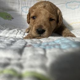 Goldendoodle Puppies from Cassie Farms