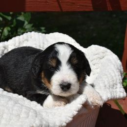 Chad - male Australian Mountain Doodle puppy in Angola, Indiana from Classic City Doodles