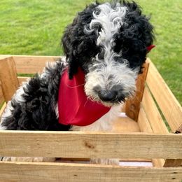 Goldendoodle and Poodle Puppies from SnickerDoodlePups