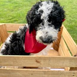 Goldendoodle and Poodle Puppies from SnickerDoodlePups