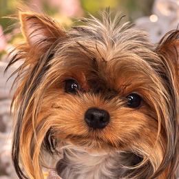 Biewer Terriers, Maltese, Maltipoos, Poodles, and Yorkshire Terriers from Yorkie & Maltese Royalty