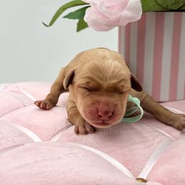 Teal - Yellow female Labrador Retriever puppy in Heath Springs, South Carolina from Rich Hill Retrievers