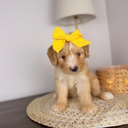 Pancake - Yellow and white female Bernedoodle puppy in Sweetwater, Florida from Sandy Snout Doodles