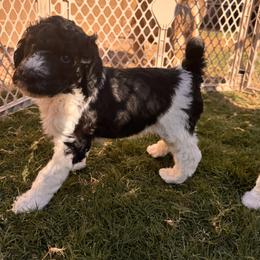 Poodle Puppies from Tailored poodles