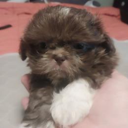 Boy 1 - Chocolate male Shih Tzu puppy in Eastanollee, Georgia from G & J Shih Tzu