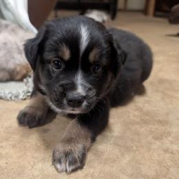 Mackenzie (Mac) - Black tri male Miniature Australian Shepherd puppy in Crockett, Texas from Pleasant Grove Aussies