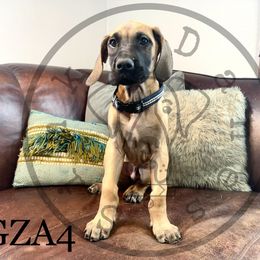 Boy 3 - Great Dane puppy in Stevens Point, Wisconsin from Simko Danes