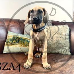 Boy 3 - Great Dane puppy in Stevens Point, Wisconsin from Simko Danes