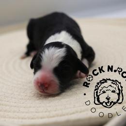 Eloise Bridgerton - Black and white female Sheepadoodle puppy in Edmond, Oklahoma from Rock N Roll Doodles