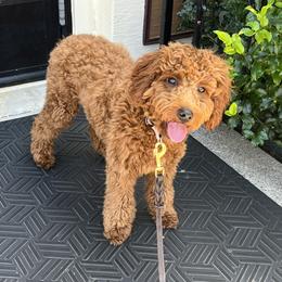 Romeo - Red  male Goldendoodle puppy in Bethlehem, Pennsylvania from Golden Maxim Kennels