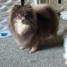 JEWELS - Pomeranian
