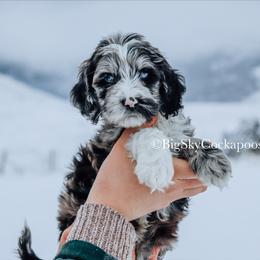 Cockapoo Puppies from Big Sky Cockapoos