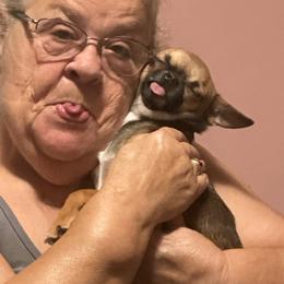 Gracie - Chihuahua