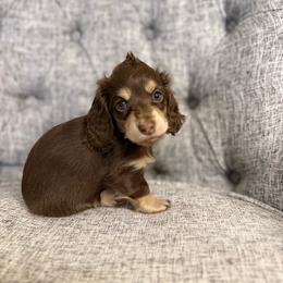 Rebel - Chocolate and cream female Dachshund puppy in Fort Gibson, Oklahoma from Cooper’s Dachshunds