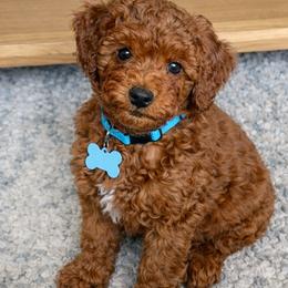 Ace - Red  male Goldendoodle puppy in South Jordan, Utah from Wasatch Pup