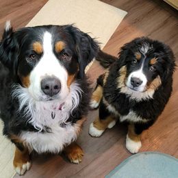 Bernese Mountain Dogs from Mountain Willow Bernese Dogs