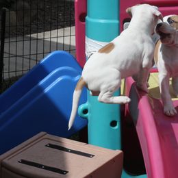 American Bulldog Puppies from Ferocia Kennels