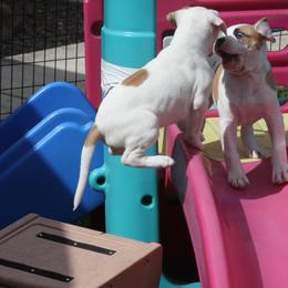 American Bulldog Puppies from Ferocia Kennels