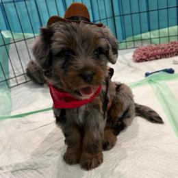 Rei - Merle female Bernedoodle puppy in Ogden, Utah from Salty Point Doodles