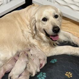 2nd pick - Light golden female Golden Retriever puppy in Monroe, Tennessee from Dale Hollow Goldens