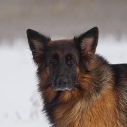 Kona - German Shepherd