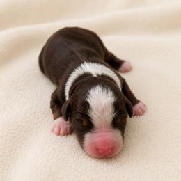 Samson - male Australian Mountain Doodle puppy in Temecula, California from Country Hills Doodles
