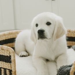Golden Retriever Puppies from Arrowhead Kennels