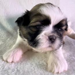 Godiva - Red and white female Shih Tzu puppy in Winston Salem, North Carolina from Little Miracles Shih Tzu