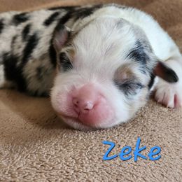 Zeke - Blue merle male Miniature American Shepherd puppy in Hicksville, Ohio from Mapleleaf MAS & AHT