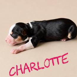 Charlotte - Black tri female Toy Australian Shepherd puppy in Sanger, California from Flying M Cactus Ranch Buddies