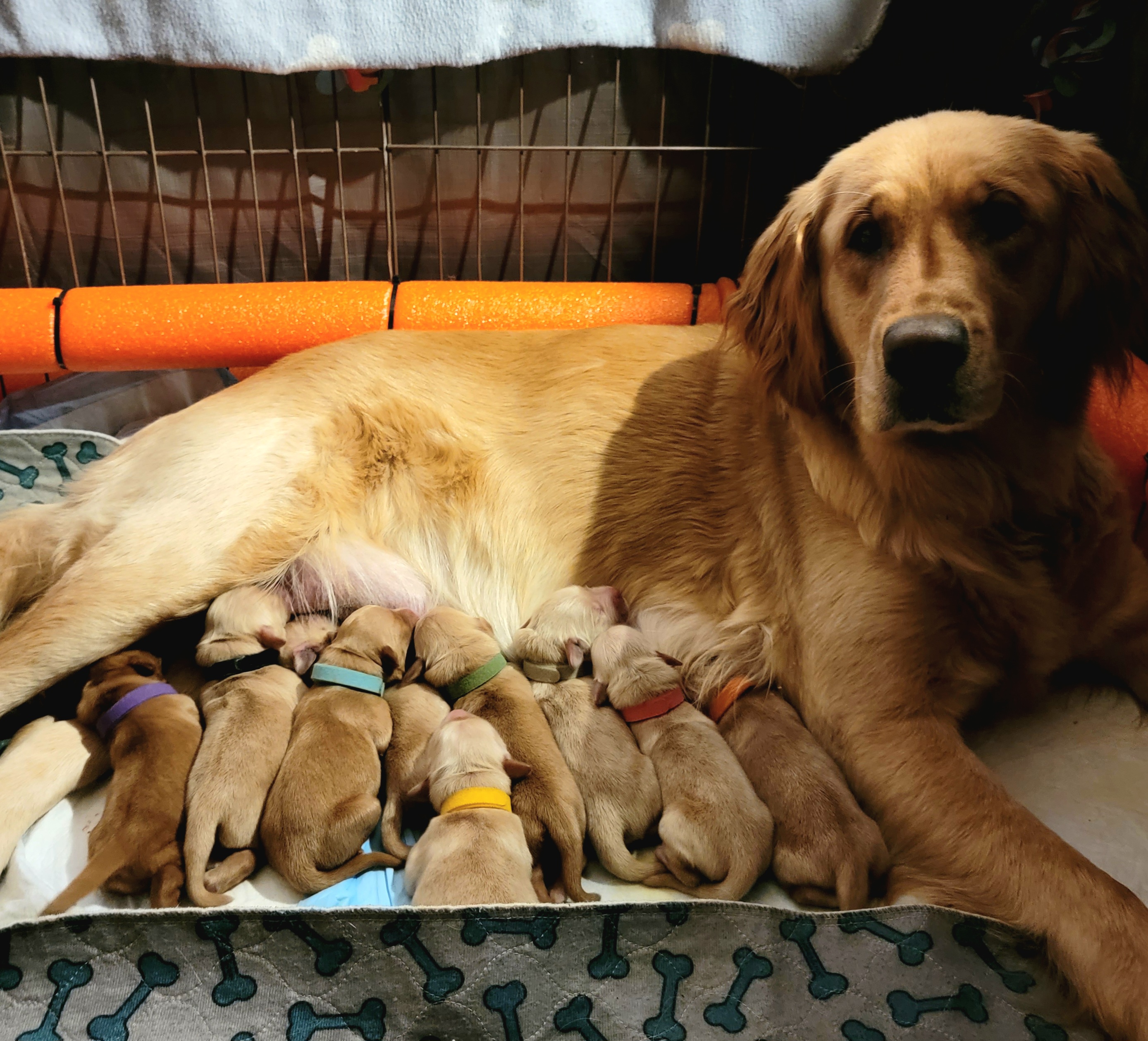 Golden Retriever Puppies from JK Goldens