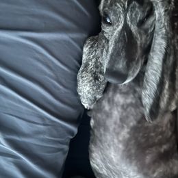 Poodle and Whippet All Grown Up from Charleston Reds Standard Poodles and Whippets
