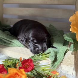 Black male - Black male Labrador Retriever puppy in Suffolk County, New York from South Shore Labradors