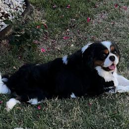 Zander - Tri-color male Cavalier King Charles Spaniel puppy in Gulfport, Mississippi from Gulf Coast Cavaliers