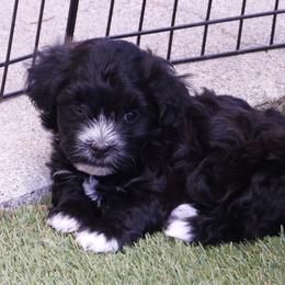 Desi - Black and white male Havanese puppy in Salt Lake City, Utah from Steal Your Heart Havanese
